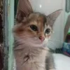 menggo__0