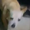khoggtennthoii