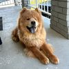 kodak_thefluffychow