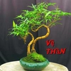 Tre Bonsai