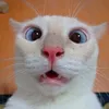 ajjjjjjjjj29