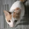 romulojohma