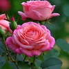 deisy.134