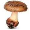 a_mushroom_2006