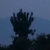 bnwahi