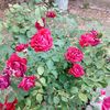 melek57925378