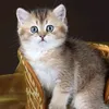 ziddequeen8