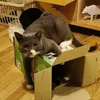 the_crazy_cat_03