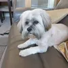 alansandramccread