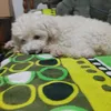 yosevil