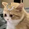 dybqjq3a0fbp