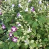 nguyenphuong94508