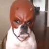 amoomoo248