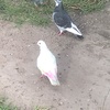 heckin_rainbow_pigeon