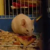 kawaiimousie