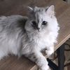 ya_kitty_baby