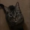 ziebon.rii
