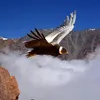 jose_noceda