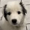 sugarrthedog