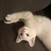 preaxys_