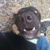 rex_9060