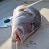 tiboatfish