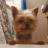 baileydterrierist