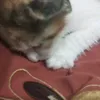 chipiune_209