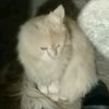 reyga_027