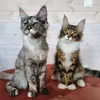 mainecoonszz