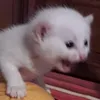 stillabouty