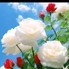 hamza_sabrina