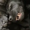 lobnitzn