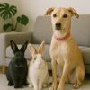 bunniesandbelle