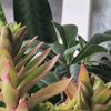 grownwithsol