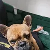 pawemonikawrrbel