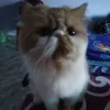 chanty_moo