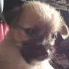oscarselint