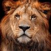 salmanahmad9026