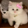 th.teefnyu