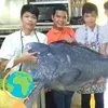 thihung501