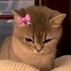 huyncute621