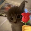 jjasiedyar8