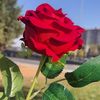 user4858404040355