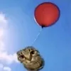 alexizacatboy