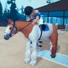 equestrian_kleo