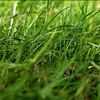 grass_is_green_1