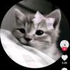 cherryislam69279468