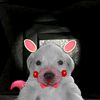 cherrystemd
