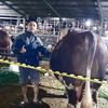 Gudang Sapi Boyolali
